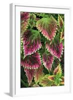 Coleus'Nettie' (Under Glass) in Beautiful Victorian-null-Framed Photographic Print