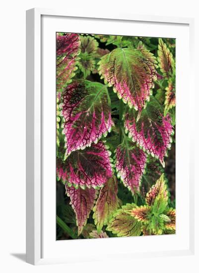 Coleus'Nettie' (Under Glass) in Beautiful Victorian-null-Framed Photographic Print