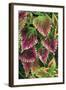 Coleus'Nettie' (Under Glass) in Beautiful Victorian-null-Framed Photographic Print