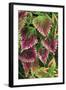 Coleus'Nettie' (Under Glass) in Beautiful Victorian-null-Framed Photographic Print