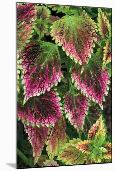 Coleus'Nettie' (Under Glass) in Beautiful Victorian-null-Mounted Photographic Print
