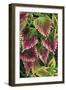 Coleus'Nettie' (Under Glass) in Beautiful Victorian-null-Framed Photographic Print