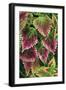 Coleus'Nettie' (Under Glass) in Beautiful Victorian-null-Framed Photographic Print