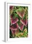 Coleus'Nettie' (Under Glass) in Beautiful Victorian-null-Framed Photographic Print