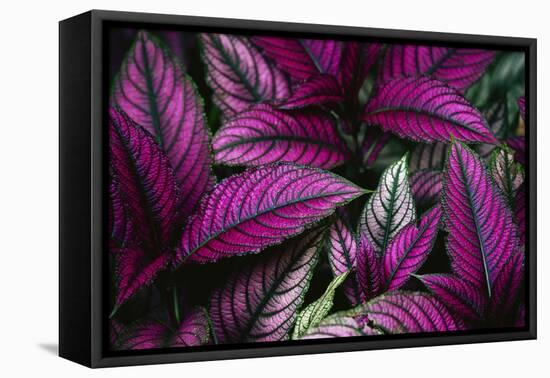 Coleus Variety at Casa Orquideas Botanical Garden-Darrell Gulin-Framed Stretched Canvas