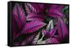 Coleus Variety at Casa Orquideas Botanical Garden-Darrell Gulin-Framed Stretched Canvas