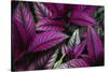 Coleus Variety at Casa Orquideas Botanical Garden-Darrell Gulin-Stretched Canvas