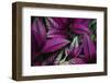 Coleus Variety at Casa Orquideas Botanical Garden-Darrell Gulin-Framed Premium Photographic Print