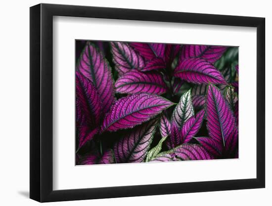 Coleus Variety at Casa Orquideas Botanical Garden-Darrell Gulin-Framed Premium Photographic Print