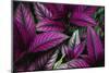 Coleus Variety at Casa Orquideas Botanical Garden-Darrell Gulin-Mounted Premium Photographic Print