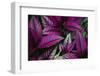 Coleus Variety at Casa Orquideas Botanical Garden-Darrell Gulin-Framed Photographic Print