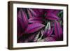 Coleus Variety at Casa Orquideas Botanical Garden-Darrell Gulin-Framed Photographic Print