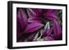 Coleus Variety at Casa Orquideas Botanical Garden-Darrell Gulin-Framed Photographic Print