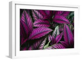 Coleus Variety at Casa Orquideas Botanical Garden-Darrell Gulin-Framed Photographic Print