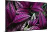 Coleus Variety at Casa Orquideas Botanical Garden-Darrell Gulin-Mounted Photographic Print