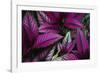 Coleus Variety at Casa Orquideas Botanical Garden-Darrell Gulin-Framed Photographic Print