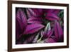 Coleus Variety at Casa Orquideas Botanical Garden-Darrell Gulin-Framed Photographic Print