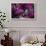 Coleus Variety at Casa Orquideas Botanical Garden-Darrell Gulin-Framed Photographic Print displayed on a wall