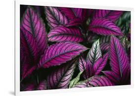 Coleus Variety at Casa Orquideas Botanical Garden-Darrell Gulin-Framed Photographic Print