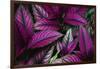 Coleus Variety at Casa Orquideas Botanical Garden-Darrell Gulin-Framed Photographic Print