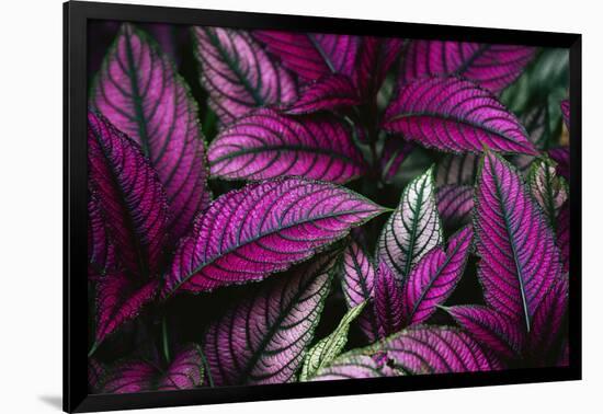 Coleus Variety at Casa Orquideas Botanical Garden-Darrell Gulin-Framed Photographic Print