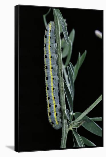Colias Australis (Berger's Clouded Yellow Butterfly) - Caterpillar-Paul Starosta-Framed Stretched Canvas