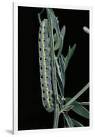 Colias Australis (Berger's Clouded Yellow Butterfly) - Caterpillar-Paul Starosta-Framed Photographic Print