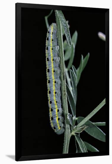 Colias Australis (Berger's Clouded Yellow Butterfly) - Caterpillar-Paul Starosta-Framed Photographic Print