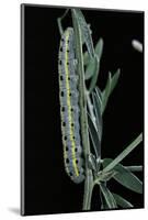 Colias Australis (Berger's Clouded Yellow Butterfly) - Caterpillar-Paul Starosta-Mounted Photographic Print