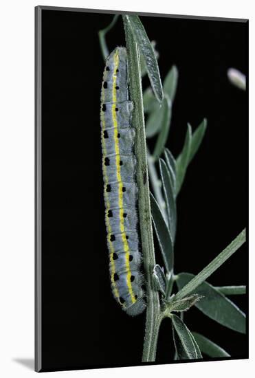 Colias Australis (Berger's Clouded Yellow Butterfly) - Caterpillar-Paul Starosta-Mounted Photographic Print