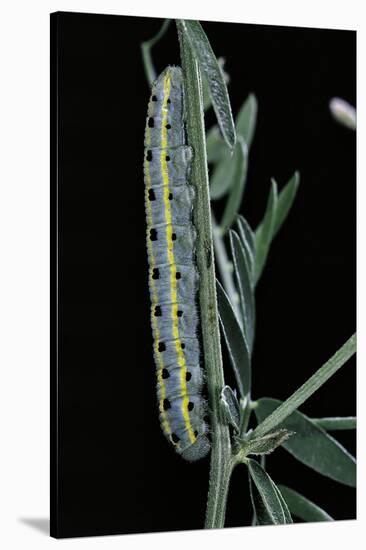 Colias Australis (Berger's Clouded Yellow Butterfly) - Caterpillar-Paul Starosta-Stretched Canvas