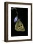 Colias Australis (Berger's Clouded Yellow Butterfly)-Paul Starosta-Framed Photographic Print