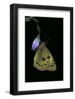 Colias Australis (Berger's Clouded Yellow Butterfly)-Paul Starosta-Framed Photographic Print