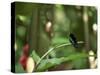 Colibri Humming Bird, Martinique, Lesser Antilles, West Indies, Caribbean, Central America-Yadid Levy-Stretched Canvas