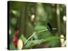 Colibri Humming Bird, Martinique, Lesser Antilles, West Indies, Caribbean, Central America-Yadid Levy-Stretched Canvas