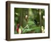 Colibri Humming Bird, Martinique, Lesser Antilles, West Indies, Caribbean, Central America-Yadid Levy-Framed Photographic Print