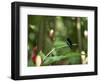 Colibri Humming Bird, Martinique, Lesser Antilles, West Indies, Caribbean, Central America-Yadid Levy-Framed Photographic Print