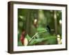 Colibri Humming Bird, Martinique, Lesser Antilles, West Indies, Caribbean, Central America-Yadid Levy-Framed Photographic Print