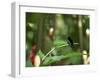 Colibri Humming Bird, Martinique, Lesser Antilles, West Indies, Caribbean, Central America-Yadid Levy-Framed Photographic Print