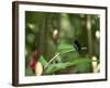 Colibri Humming Bird, Martinique, Lesser Antilles, West Indies, Caribbean, Central America-Yadid Levy-Framed Photographic Print