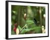 Colibri Humming Bird, Martinique, Lesser Antilles, West Indies, Caribbean, Central America-Yadid Levy-Framed Photographic Print