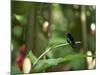 Colibri Humming Bird, Martinique, Lesser Antilles, West Indies, Caribbean, Central America-Yadid Levy-Mounted Photographic Print