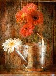 Gerbera Daisies in a Watering Can-Colin Anderson-Photographic Print