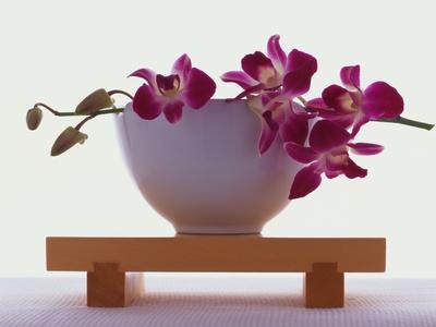 Magenta Orchids in White Bowl