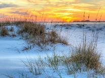 A Colorful Sunset over the Seaoats and Dunes on Fort Pickens Beach in the Gulf Islands National Sea-Colin D Young-Laminated Photographic Print