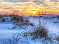 A Colorful Sunset over the Seaoats and Dunes on Fort Pickens Beach in the Gulf Islands National Sea-Colin D Young-Framed Photographic Print