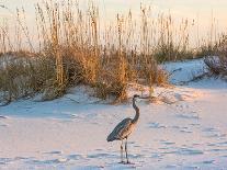 A Great Blue Heron Walks on Fort Pickens Beach in the Gulf Islands National Seashore, Florida.-Colin D Young-Photographic Print