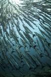 Blackfin Barracuda (Sphyraena qenie) shoal, swimming, Barracuda Point, Sipadan Island-Colin Marshall-Photographic Print