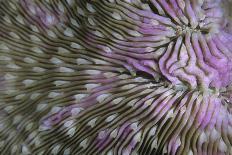 Thousand-pores Starfish (Fromia milleporella) adult, on coral, Lembeh Straits, Sulawesi-Colin Marshall-Photographic Print