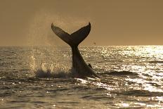 Humpback Whale (Megaptera novaeangliae) adult, offshore Port St. Johns-Colin Marshall-Photographic Print